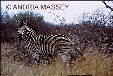 KRUGER NATIONAL PARK SOUTH AFRICA
Burchell's Zebra