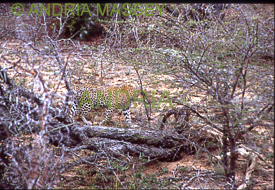 KRUGER NATIONAL PARK SOUTH AFRICA
Leopard