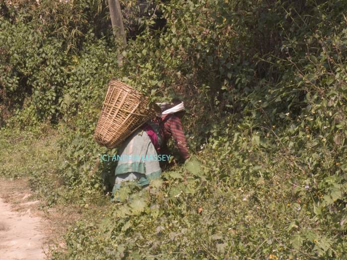 DHULIKHEL VALLEY NEPAL November A Nepalese woman collecting leaves in a wicker basket on her back