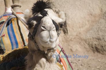 Sinai Egypt North Africa February Close up of a camel's face