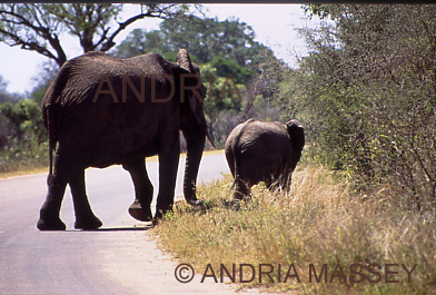KRUGER NATIONAL PARK SOUTH AFRICA
Mother elephant and her young calf