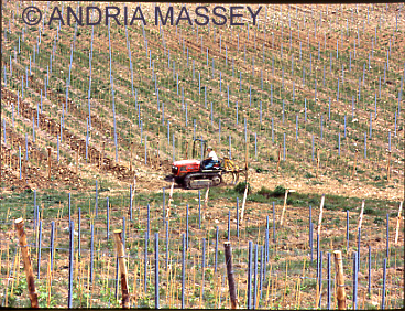 SAN LEONINO TUSCANY ITALY
Ploughing between the vines