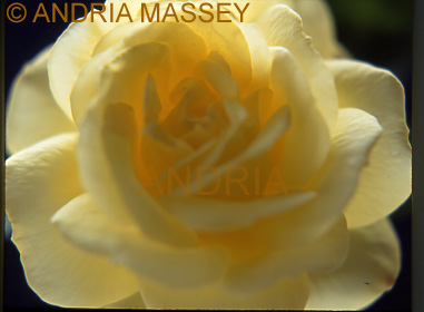 Close up of yellow rose with dark background