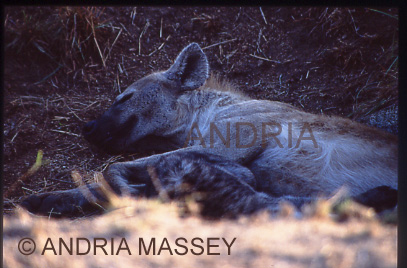 KRUGER NATIONAL PARK SOUTH AFRICA
Brown Hyena mother suckling a cub