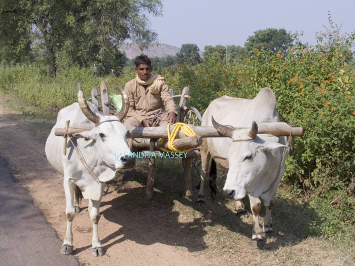 KHAJURAHO MADHYA PRADESH INDIA November A white bullock cart on a country road
