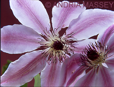 Close up of Clematis Nelly Moser with a red background