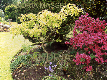Wolverhampton West Midlands
Robinia Lace Lady and red azalea in an urban garden