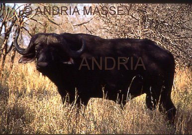 KRUGER NATIONAL PARK SOUTH AFRICA
Male Buffalo