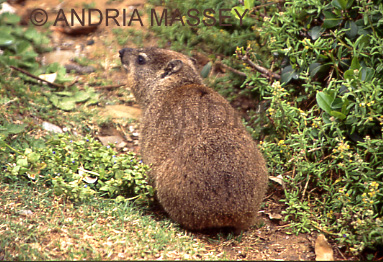 CAPE TOWN SOUTH AFRICA
Rock Dassie - an agile climber found in rocky areas