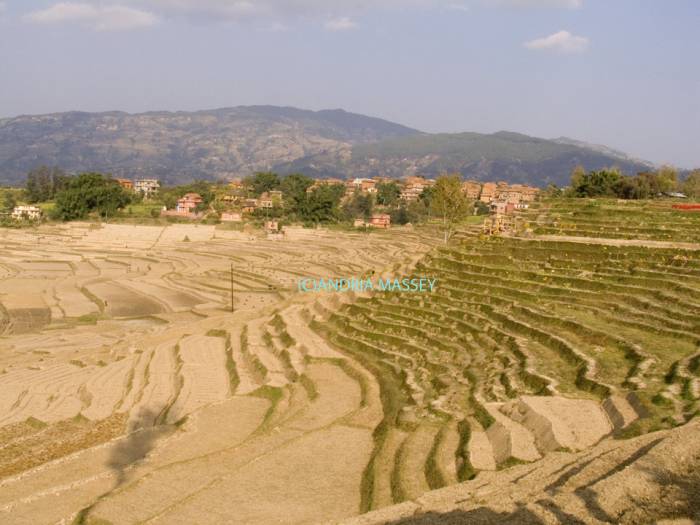 DHULIKEL VALLEY NEPAL November Some of the terraced fields making the best use of the land in this fertile valley - the fields are bare as the rice crop has just been harvested