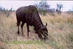 KRUGER NATIONAL PARK SOUTH AFRICA
Blue Wildebeest