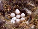 Farnham Surrey
Abandoned blue tit eggs (Parus caeruleus) found in a garden nest box