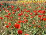 Tuscany Italy
Poppies growing in an olive grove