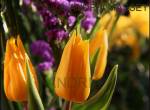 Close up of yellow tulips,yellow roses and limonium