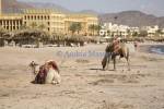 Taba Heights Sinai Egypt North Africa February Two camels on the beach waiting to give tourists a ride around the complex