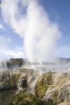 ROTORUA NORTH ISLAND NEW ZEALAND May Hot steam rising from Pohutu geyser in Whakarewarewa Geothermal valley in Te Puia