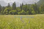 GODZ MARTULJEK SLOVENIA EU/June
A lovely uncut spring hay meadow in the wide Alpine Valley in the shadow of the Julian Mountains