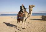 Taba Heights Sinai Egypt North Africa February Bedouin man sitting on his camel on a beach of this purpose built resort