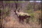 KRUGER NATIONAL PARK SOUTH AFRICA
Male Kudu