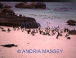 THE BOULDERS SOUTH AFRICA
African penguins in False Bay - formerly known as Jackass Penguins