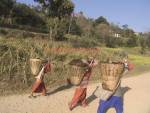 DHULIKHEL VALLEY NEPAL November Three Newari farming women carrying a load of manure in wicker baskets on their backs 