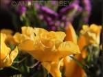 Close up of yellow roses, tulips and limonium