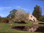 Foolow Village Derbyshire
The duckpond with a blossom tree in the background