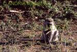 KRUGER NATIONAL PARK SOUTH AFRICA
Vervet Monkey