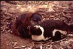 THE BOULDERS SOUTH AFRICA
African penguin mother and baby