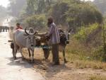 KHAJURAHO MADHYA PRADESH INDIA November Man moving a bullock cart off the road to allow cars to pass 