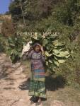 DHULIKHEL VALLEY NEPAL November A Nepalese woman carrying leaves she has collected for animal food in a wicker basket on her back