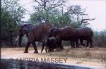 KRUGER NATIONAL PARK SOUTH AFRICA
Matriach and her elephant family