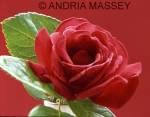 Close up of red rose with red background