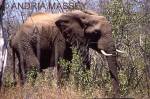 KRUGER NATIONAL PARK SOUTH AFRICA
Grazing bull elephant