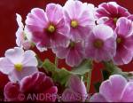 Primula Obconica with a red background