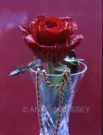 Red rose with water droplets in cut glass vase with draped gold chain