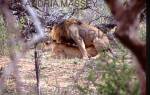 KRUGER NATIONAL PARK SOUTH AFRICA
Mating Lions