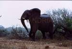 KRUGER NATIONAL PARK SOUTH AFRICA
Matriach Elephant
