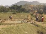 DHULIKHEL VALLEY NEPAL November Women working harvesting the rice crop in the field in this fertile valley in the foothills of the Himalayan Mountains