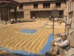 KHOKANI NEPAL November The rice has been harvested and is laid out on carpets to dry in the sun in this Newari farming village in the Kathmandu Valley.