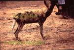 HOEDSPRUIT SOUTH AFRICA
Wild Dog