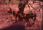 HOEDSPRUIT SOUTH AFRICA
The Cheetah Project also has a couple of packs of wild dogs