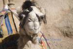 Sinai Egypt North Africa February Close up of a camel
