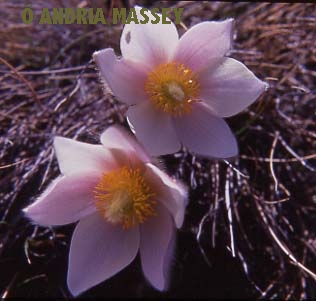 Spring Pasque Flower

Format: Medium