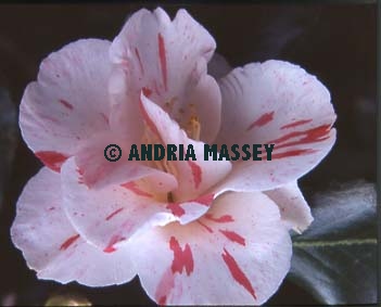 Close up of Camellia Japonica

Format: Medium