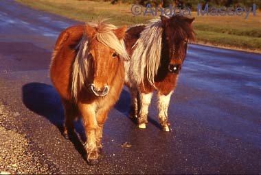 New Forest Ponies

Format: 35mm