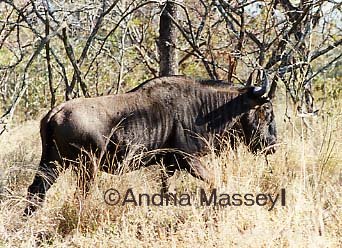 Blue Wildebeest - Kruger National Park South Africa

Format: Print