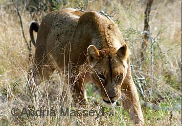 Lioness - Kruger National Park South Africa

Format: Print