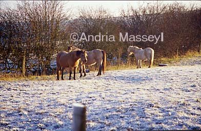 Horses feeding in a frosty field - Blore Staffordshire

Format: 35mm