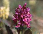 ElderFlowered Orchid

Format: Medium